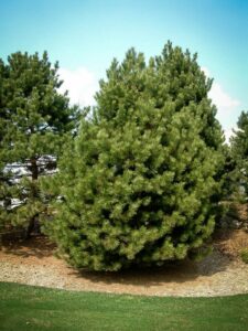 Сосна Чёрная (Pinus Nigra) купить по цене от 270.00р. в интернет-магазине «Посадика» с доставкой почтой в в Гаджиевое и по всей России – [изображение №1].