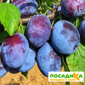 Слива Чачакская ранняя купить по цене от 229.00р. в интернет-магазине «Посадика» с доставкой почтой в в Гаджиевое и по всей России – [изображение №1].