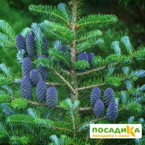 Пихта корейская (Abies koreana) купить по цене от 450.00р. в интернет-магазине «Посадика» с доставкой почтой в в Гаджиевое и по всей России – [изображение №1].