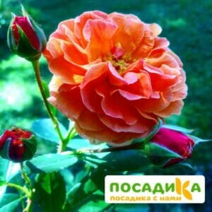 Роза Арабия купить по цене от 350.00р. в интернет-магазине «Посадика» с доставкой почтой в в Гаджиевое и по всей России – [изображение №1].