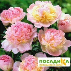 Пион Распберри Сандей (Paeonia Raspberry Sundae) купить по цене от 959р. в интернет-магазине «Посадика» с доставкой почтой в в Гаджиевое и по всей России – [изображение №1].