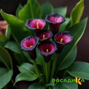 Калла Аура Лейс купить по цене от 400р. в интернет-магазине «Посадика» с доставкой почтой в в Гаджиевое и по всей России – [изображение №1].