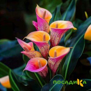 Калла Оникс купить по цене от 450р. в интернет-магазине «Посадика» с доставкой почтой в в Гаджиевое и по всей России – [изображение №1].
