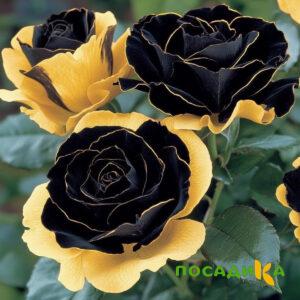 Роза Ханни Сикл купить по цене от 700р. в интернет-магазине «Посадика» с доставкой почтой в в Гаджиевое и по всей России – [изображение №1].