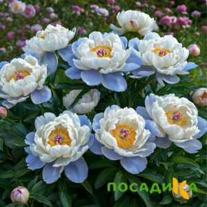 Пион акварельный Этюд купить по цене от 806р. в интернет-магазине «Посадика» с доставкой почтой в в Гаджиевое и по всей России – [изображение №1].