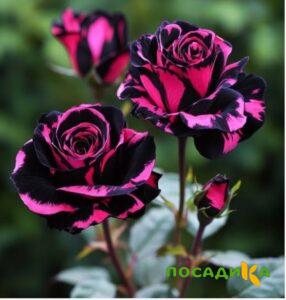 Роза Багровый Шепот купить по цене от 366р. в интернет-магазине «Посадика» с доставкой почтой в в Гаджиевое и по всей России – [изображение №1].