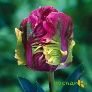 Тюльпан Экзотик Хэвен купить по цене от 186р. в интернет-магазине «Посадика» с доставкой почтой в в Гаджиевое и по всей России – [изображение №1].